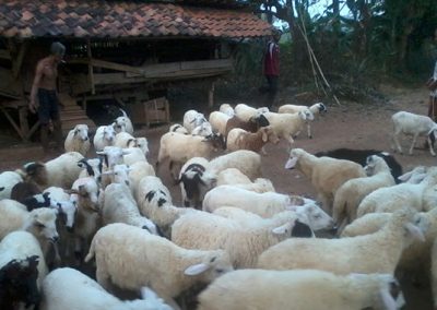 usaha penggemukan dan ternak domba (3)